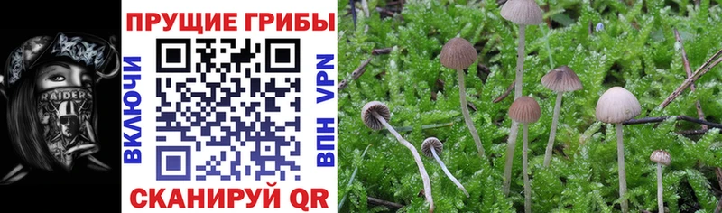 Псилоцибиновые грибы Cubensis Калининск